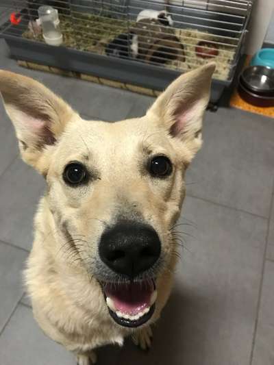 Hundetreffen-Übungspartner oder Gruppe zum mitmachen gesucht-Bild