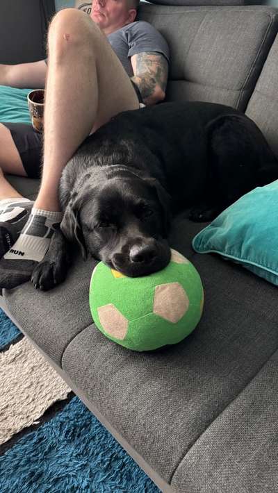 Hundetreffen-gemeinsames spazieren gehen OHNE direkten Hundekontakt-Bild