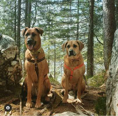 Die Dogorama Kalender Challenge 4/4-Beitrag-Bild