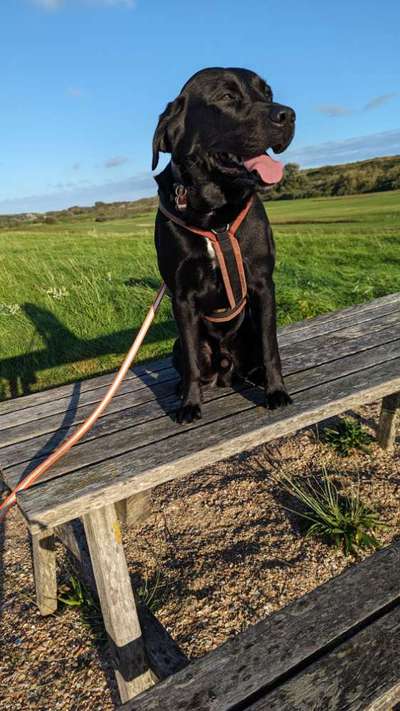 Dogorama Photo Challenge - Bänke-Beitrag-Bild