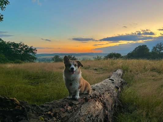 Hundetreffen-Social Walk oder Spielerunde-Bild