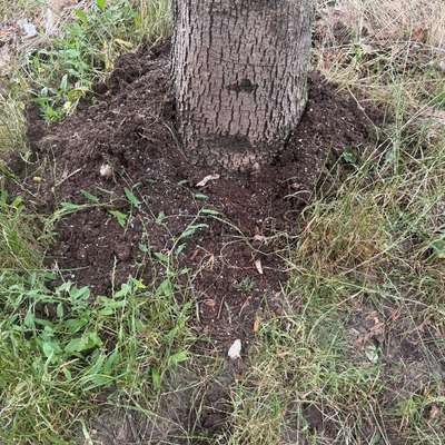 Giftköder-Evtl. Blaukorn am Baum-Bild