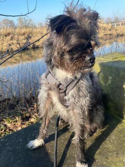 Dogorama Photo Challenge - Bänke-Beitrag-Bild