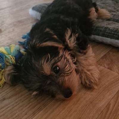 Hundetreffen-Welpentreffen in Halle Neustadt-Bild
