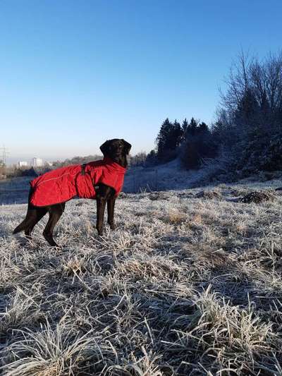 Hundetreffen-Spazierrunde-Bild