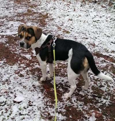 Welche Hunderasse-Beitrag-Bild