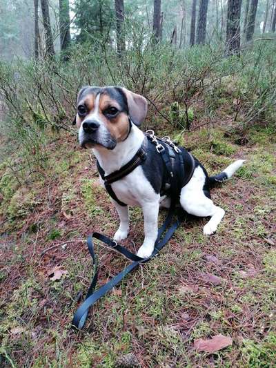 Mischlingshunde Foto Aufruf-Beitrag-Bild