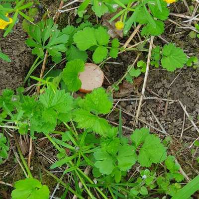 Giftköder-Giftköder-Bild