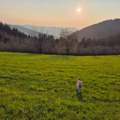 Hundetreffen-Spieltreff rund um Zell a. H.-Bild