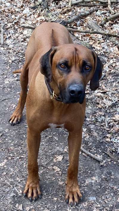 Rhodesian Ridgeback-Beitrag-Bild