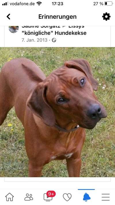 Unsere Fellnasen im Regenbogenland-Beitrag-Bild