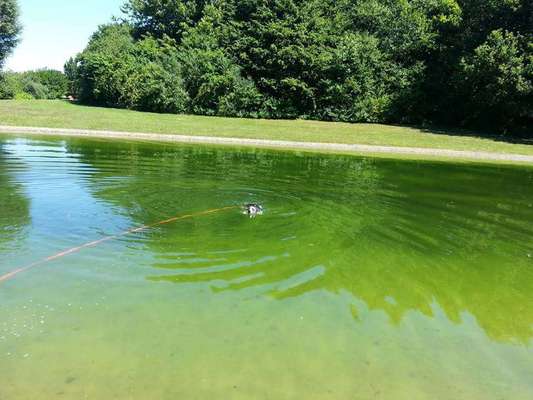 Hundeauslaufgebiet-Ostpark West-Bild