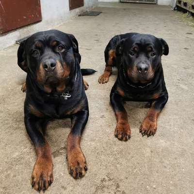 Hundetreffen-Hundekumpel zum spielen und Spazierengehen gesucht 🐶-Bild