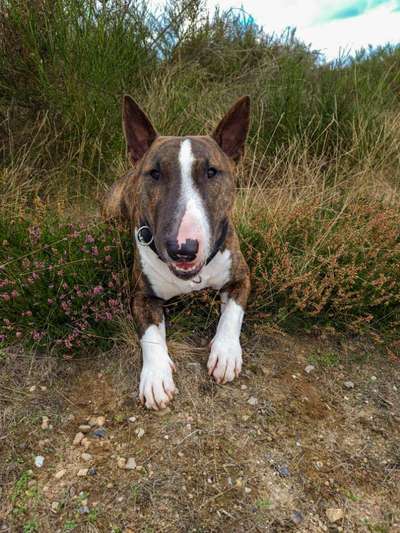 Hundetreffen-Gemeinsame (Trainings-)Spaziergänge-Bild