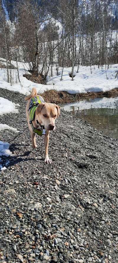 Wie heißt dein Hund?-Beitrag-Bild