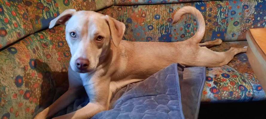 Mischlinge raten - Rätselspaß-Beitrag-Bild