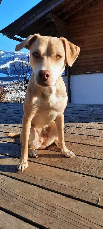 Mischlinge raten - Rätselspaß-Beitrag-Bild