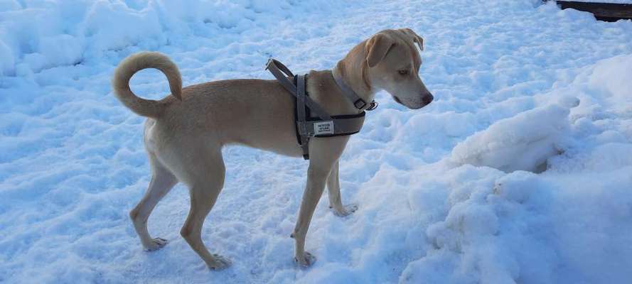 Mischlinge raten - Rätselspaß-Beitrag-Bild