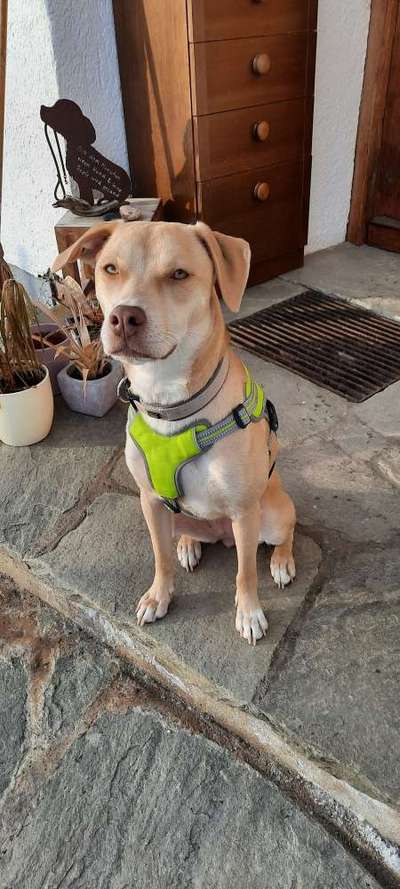 Mischlinge raten - Rätselspaß-Beitrag-Bild