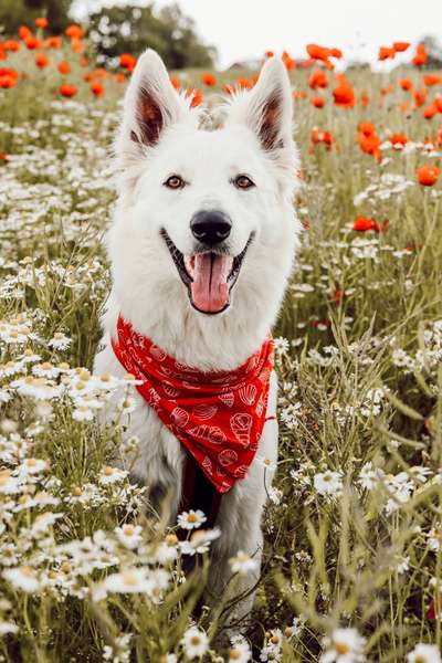 Alles rund um den Schäferhund, diskutieren erwünscht.-Beitrag-Bild