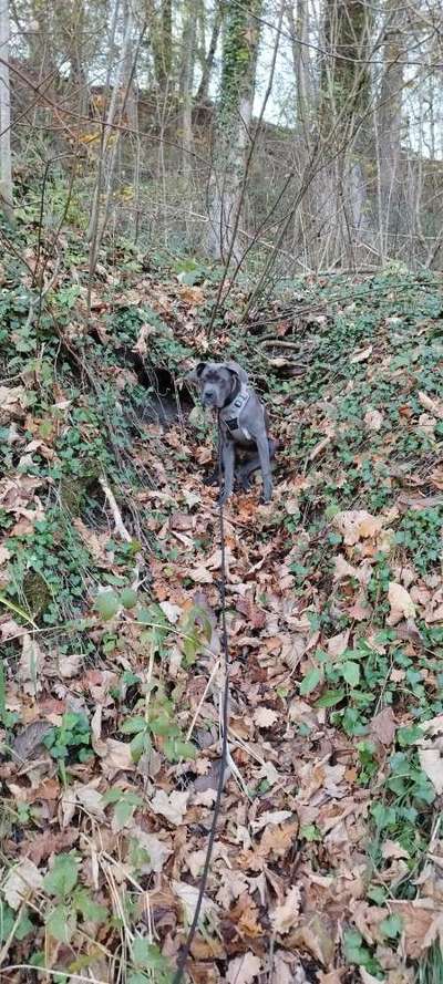 Hundetreffen-Treffen zum spielen und laufen-Bild