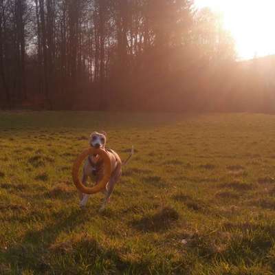 Hundetreffen-Windhund sucht Spielfreunde-Bild