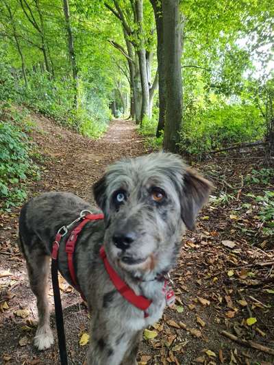 Australian Shepherd Mix-Beitrag-Bild