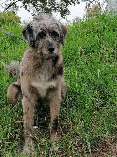 Wurfgeschwister gesucht.-Beitrag-Bild