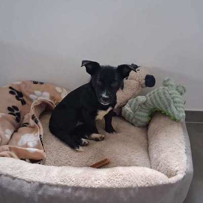 Hundetreffen-Suchen Freund zum Spielen für unsere Fiene-Bild