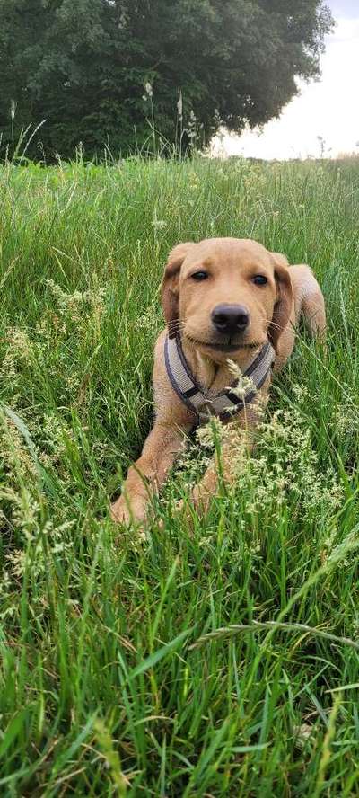 Hundetreffen-Manni sucht Sozial Kontakte-Bild