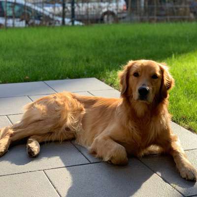 Hundetreffen-Brody sucht neue Freunde-Bild