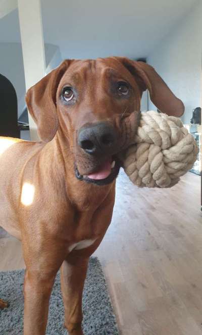Rhodesian Ridgeback-Beitrag-Bild