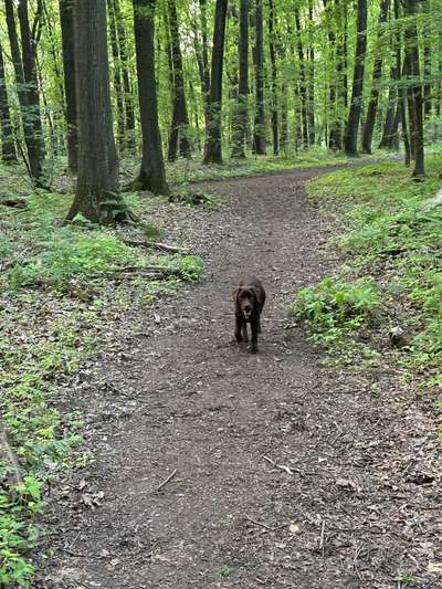 Hundetreffen-Jungtier-Treffen-Bild