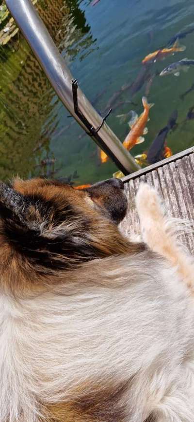 Dogorama Photo Challenge - Gassipause-Beitrag-Bild