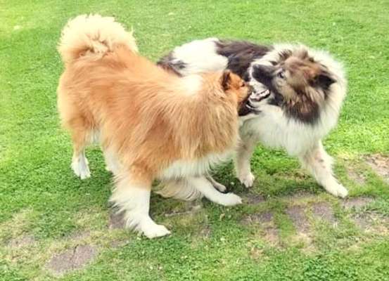 Dogorama Photo Challenge - Spielgesicht-Beitrag-Bild