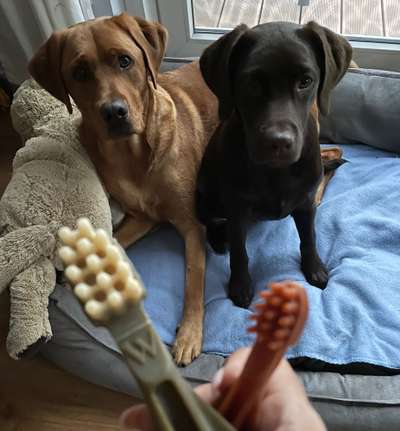 Labradorfans-Beitrag-Bild