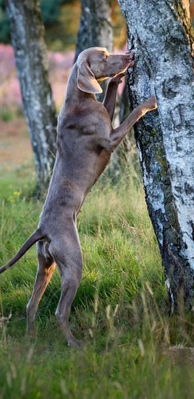 149. Foto Challenge: Wer ist hier der Boss!-Beitrag-Bild