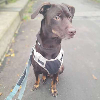 Hundetreffen-Mein Hund ist erst 3 Jahre alt,er wird im Dezember 4 Jahre alt. Aber was wir brauchen ist eine gute-Bild