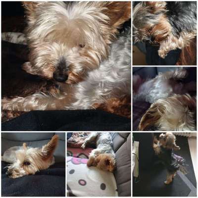 Wo habt ihr eure Hunde her ?-Beitrag-Bild