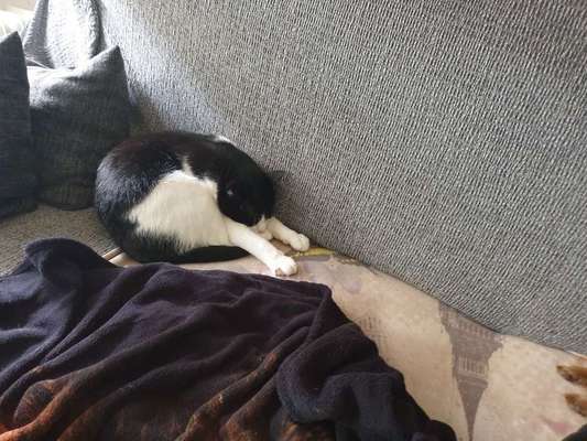 Andere Haustiere?-Beitrag-Bild