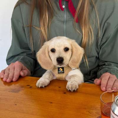 Hundetreffen-Dackelwelpen Treffen/ Gassi-Bild