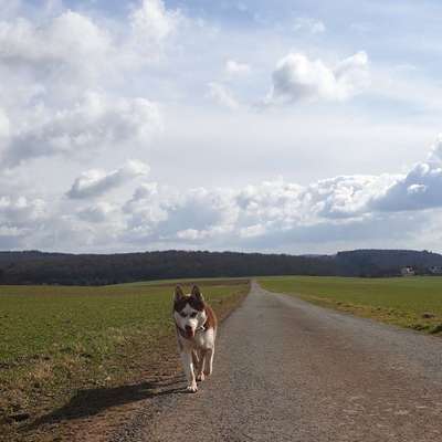 Hundetreffen-Spaziergang / Spielrunde-Bild