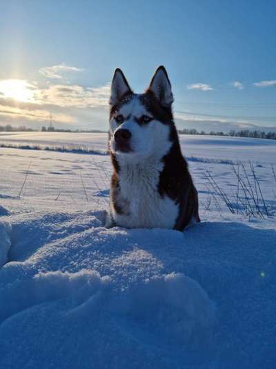 Husky-Beitrag-Bild