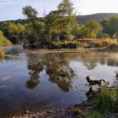 Hundetreffen-Spaziergang an der Eder-Bild