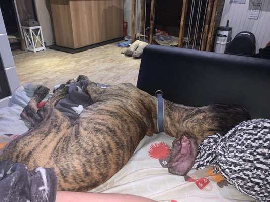 Deutsche Doggen Besitzer zeigt euch-Beitrag-Bild
