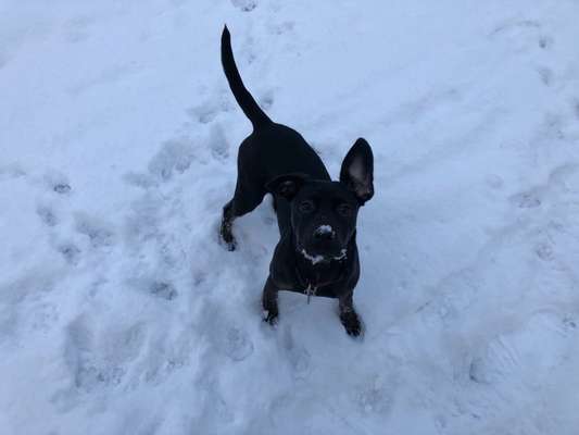 24. Collage-Challenge  *Hund im Schnee*-Beitrag-Bild