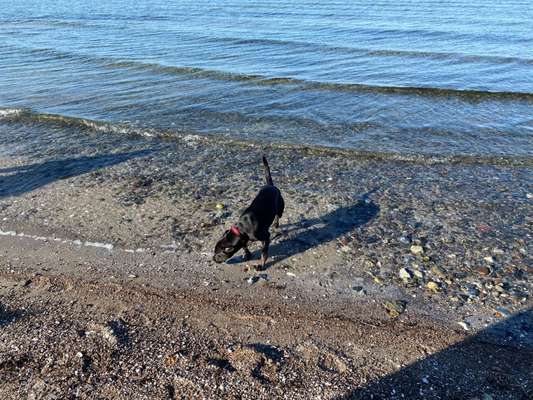 51.Collagen Challenge: Wasserhunde-Beitrag-Bild