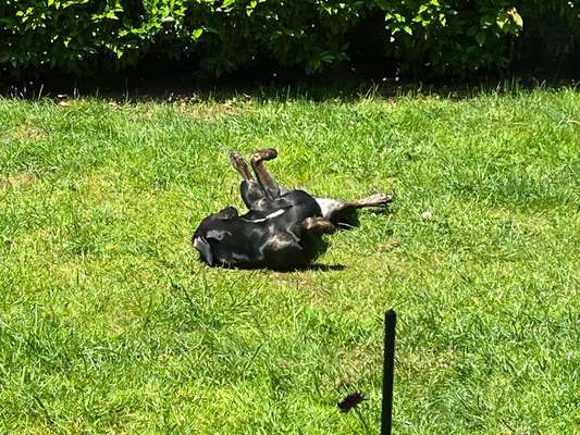 52. Collagenchallenge: Dein Hund im Sonnenschein-Beitrag-Bild