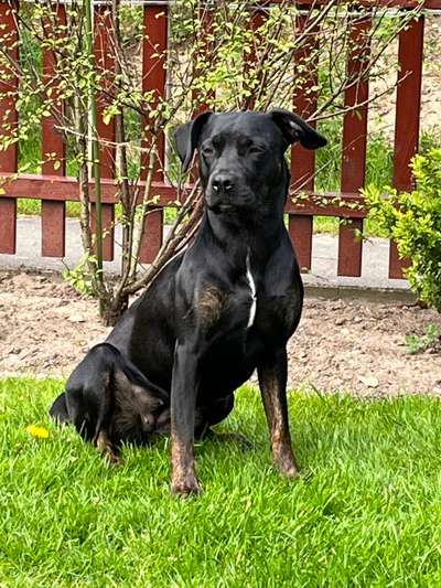 Handy Foto Challange Nr. 46  Happy Dog-Beitrag-Bild