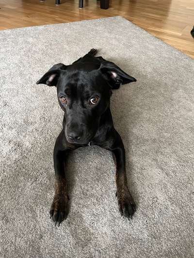 Foto-Challenge: Der schmollende Hund-Beitrag-Bild